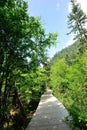 Wooden hiking trail in froest Royalty Free Stock Photo