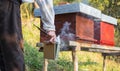Wooden hive for bees, beekeeping, honey, health, healthy life