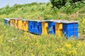 Wooden hives for meadow honey production Royalty Free Stock Photo