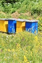 Wooden hives for meadow honey production Royalty Free Stock Photo