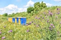 Wooden hives for meadow honey production Royalty Free Stock Photo