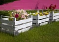 Wooden homemade pots with growing flowers on a real terrace in the garden. Close-up of flower pots with plants. Young plants Royalty Free Stock Photo