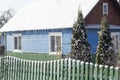 wooden house in the belarussian village. Wooden house with a fence made of planks with green spruce in winter.