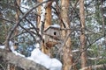 Wooden house for birds in the forest Royalty Free Stock Photo