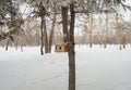 Wooden house for birds in the woods under the snow. Birdhouses for feeding birds and squirrels in winter in the Park Royalty Free Stock Photo