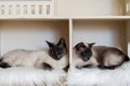 Two domestic short-haired cat brothers in cat house. Domestic cat twins.