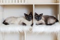 Two domestic short-haired cat brothers in cat house. Domestic cat twins.