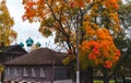 Wooden house, maple tree, Russian Orthodox Church on an autumn day in city of Kostroma, Russia