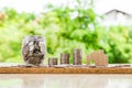 Step of coins stacks with tree growing on top, nature background, money, saving and investment or family planning concept, over su Royalty Free Stock Photo