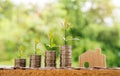 Step of coins stacks with tree growing on top, nature background, money, saving and investment or family planning concept, over su Royalty Free Stock Photo