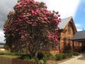 Wooden house with a pink blossoming tree under the cloudy sky Royalty Free Stock Photo