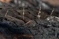 A wooden house in the village burned down because of a forest fire. Charred boards and various things lie on the ground, covered Royalty Free Stock Photo