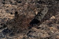 A wooden house in the village burned down because of a forest fire. Charred boards and various things lie on the ground, covered Royalty Free Stock Photo