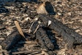 A wooden house in the village burned down because of a forest fire. Charred boards and various things lie on the ground, covered Royalty Free Stock Photo