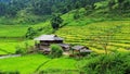 Wooden houses with terraced rice field in Phu Tho, northern Vietnam Royalty Free Stock Photo