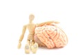 Wooden human model and brain of human model