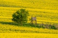 Hunting hideaway with yellow canola field Royalty Free Stock Photo