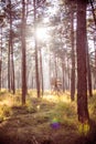 Wooden hunting stand in a forest with morning sun
