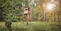 Wooden hunting tower in a forest