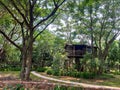 Wooden hut on the giant tree in forest Royalty Free Stock Photo