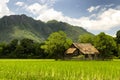 Wooden hut in the middle of rice field Royalty Free Stock Photo