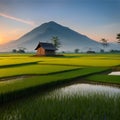 Wooden hut and paddy field at countryside. landscape with marshy paddy fields and a hut house. A view of a peaceful Royalty Free Stock Photo