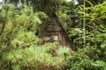 Wooden hut and rhododendrons in forest. The arboretum at Lacupite, Latvia