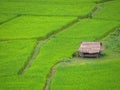 A wooden hut with a vetiver roof on the edge of a fresh green rice field