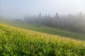Wooden huts near spruce forest on a foggy morning, lush green meadow in the foreground. The Carpathians