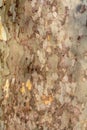 Wooden interesting texture - a bark of an old tree. Royalty Free Stock Photo