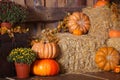 Wooden interior with pumkins, autumn leaves and flowers. Halloween and thanksgiving decoration. Royalty Free Stock Photo