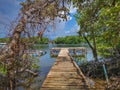 A wooden jetty boat and a swampy mangrove background.