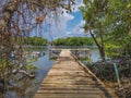 A wooden jetty boat and a swampy mangrove background.