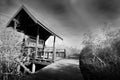 Wooden jetty and Mangrove forest