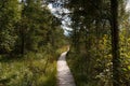 Wooden jetty, conifers and deciduous trees in a moorland Murnauer Moos on a sunny day