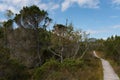 Wooden jetty and many conifers and deciduous trees next to it in a moorland Murnauer Moos