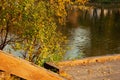 Wooden ladder in the autumn park near the pond.