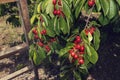 Wooden ladder and branches with bunches of ripe white cherries and in a  orchard Royalty Free Stock Photo