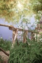 A wooden ladder fence runs down to a bridge on the river among the tall green grass. The concept of peace and tranquility.