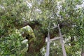 Olive tree with ladder Royalty Free Stock Photo