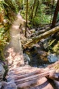 Wooden ladder and narrow trail following a creek