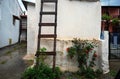 Wooden ladder and rose plant