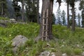 Wooden ladder to the tree that can be accessed by climbing to a tree house