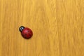 Wooden ladybug sticker Royalty Free Stock Photo