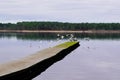 Wooden lake ponton with flying wild bird