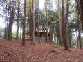 Wooden log cabin in between green trees in park Royalty Free Stock Photo