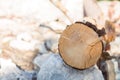 Timber close up beautiful nature wooden log background Royalty Free Stock Photo