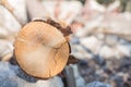 Wooden log close up beautiful nature timber background Royalty Free Stock Photo