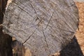 Wooden Log end Close up Concentric Age Circles