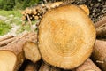 Wooden log with growth rings Royalty Free Stock Photo